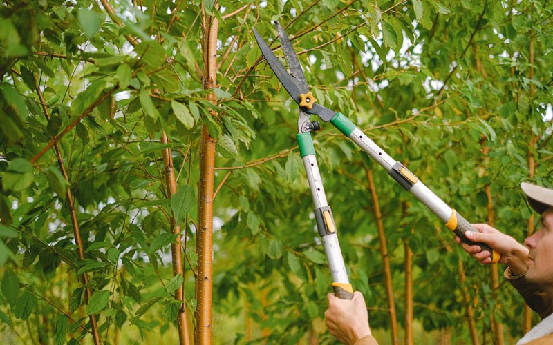 Tree trimming in Malvern, AR